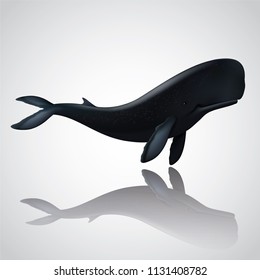 Vector and illustration graphic digital design,Sperm whale  isolated on white background,Idea for presentation EPS10.