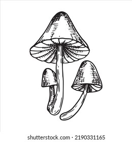 vector illustration, graphic drawing mushrooms. clipart of poisonous mushrooms, toadstools isolated on white background. vintage style, esoteric symbol, witchcraft