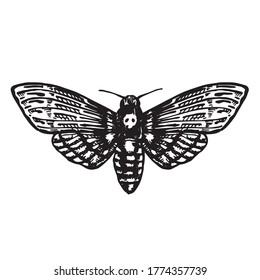 
vector illustration. graphic drawing of a nocturnal butterfly, trifle. dead head, hawk dead head. black and white drawing a symbol of esotericism, gothic, mysticism, witchcraft