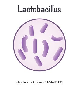 Vector Illustration Graphic of Lactobacillus bacteria