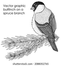 Vector illustration graphic linear bird bullfinch on a branch if