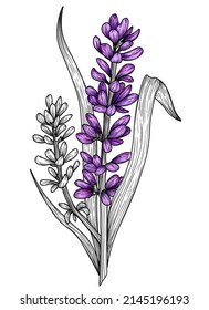 Vector illustration graphic linear branch of lavender flowers and leaves in engraving style