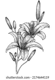 Vector illustration of a graphic linear branch of tiger lily flowers in the style of engraving