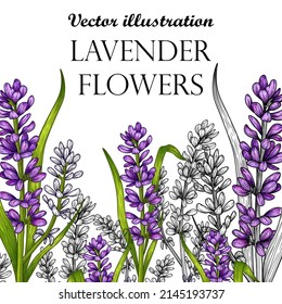 Ilustración vectorial de ramas lineales gráficas de flores de lavanda en estilo de grabado