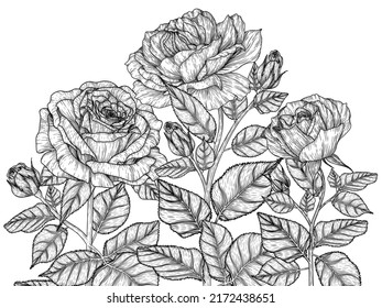 Vektorgrafik eines grafischen linearen Hinterlasses von Rosenblumen im Stilstil