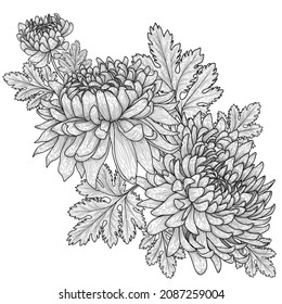 Vector illustration graphic linear chrysanthemums flowers and leaves