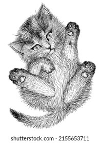 Vector illustration of a graphic linear fluffy kitten in the style of engraving