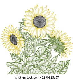 Vector illustration of graphic linear garden flowers sunflower