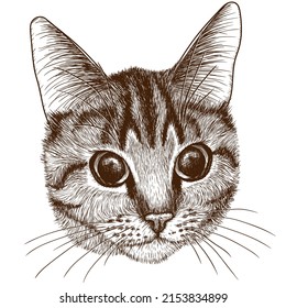 Vector illustration graphic linear head of a tabby cat in engraving style