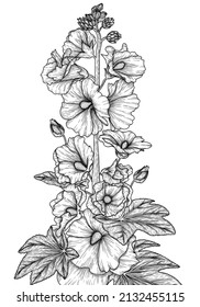 Vector illustration graphic linear hollyhock flower in the style of engraving