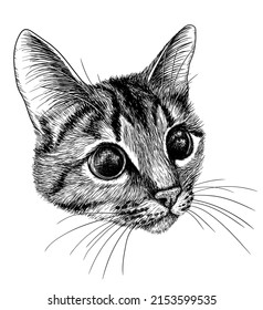 Vector illustration graphic linear muzzle of a tabby cat in engraving style