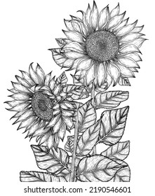 Vector illustration of graphic linear sunflower flowers