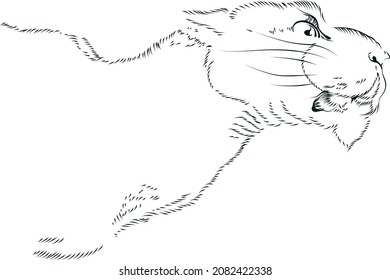 Vector illustration. Graphic lioness head made by a line