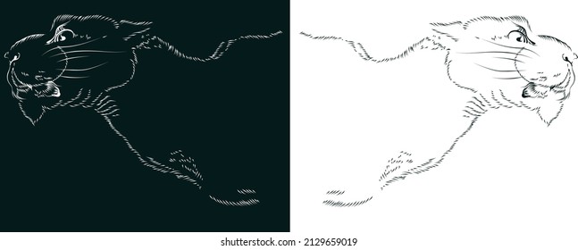 Vector illustration. Graphic lionesses on a white and dark green background