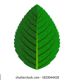 Ilustración vectorial de la hoja de menta. Bien por la tienda de granjeros y comestibles