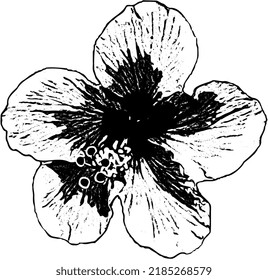 Vector illustration, graphic of perfectly blooming hibiscus flowers, great for nature concepts and more.
