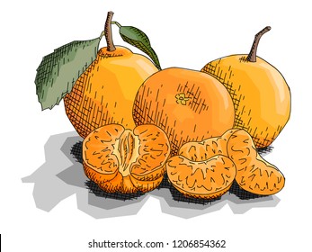 Vector illustration graphic sketch of drawing fruits three mandarins with slices.