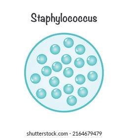 Vector Illustration Graphic of Staphylococcus bacteria