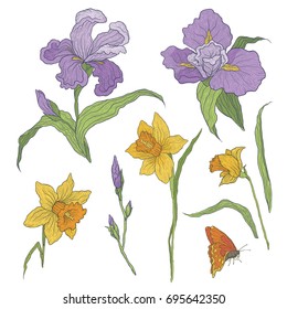 Vector illustration of graphically colored hand-drawn flowers. Blooming irises and daffodils. Branch with unopened buds and leaves. Elements for design isolated on white background