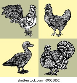 Vector illustration graphically drawn poultry - turkey, duck, chicken and a rooster. Imitation of woodcuts