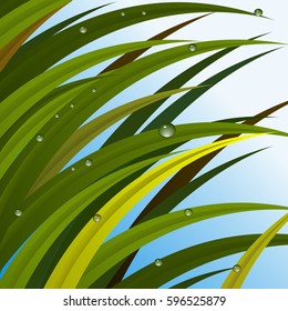 Vector Illustration. Grass and dew.