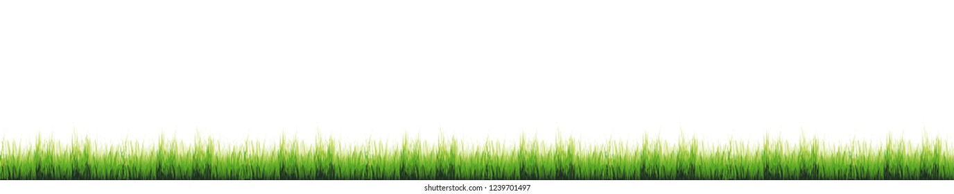 Vector illustration of grass on white background.