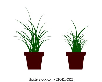 Ilustración vectorial de la hierba, planta cultivada en un conjunto de macetas. 
