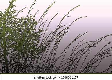 Vector illustration of grass and young birches. Realistic silhouette of grass and young birches.