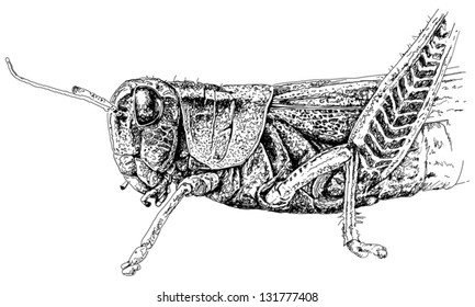 Vector illustration of grasshopper. Hand drawing.