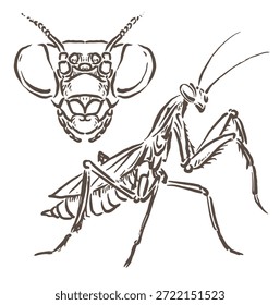ilustração vetorial de um gafanhoto e sua cabeça é clara com desenho de linha único