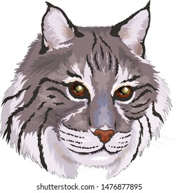 Vector illustration gray bobcat. Big cat In cartoon style. Clipart isolated on white background