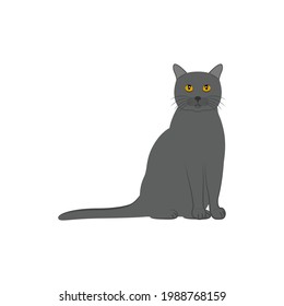 Vector illustration of a gray cat.