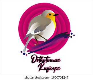 La ilustración vectorial del ave de Cine Gris (Orthotomus ruficeps) es un guerrero con una longitud corporal de 10-12 cm. Adecuado para el diseño del logotipo de su comunidad