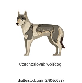 Vector illustration of a gray Czechoslovak Wolfdog standing on a white background.