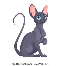 Vector illustration of a gray hairless Sphynx cat with blue eyes, large ears, and a raised paw, sitting on a white background. Illustration of a Sitting Gray Hairless Cat