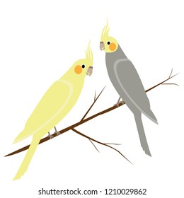 Vector illustration of gray and yelllow parrots