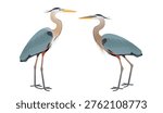 Vector illustration of Great Blue Herons (Ardea herodias), a large grey heron species commonly found in lakes and rivers in North America.