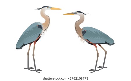 Векторная иллюстрация Большой голубой цапли (Ardea herodias), крупного вида серой цапли, обычно встречающегося в озерах и реках в Северной Америке.