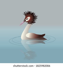 
A vector illustration of a great crested grebe swimming in the water.