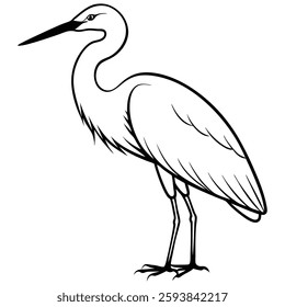 Vector Illustration of Great Egret white background
