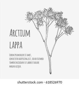 Vector illustration of Greater Burdock. Lineart. Arctium lappa.