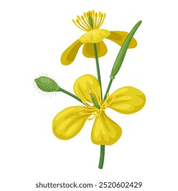 Ilustração vetorial da flor de celandina maior, nome científico Chelidonium majus, isolada sobre fundo branco.