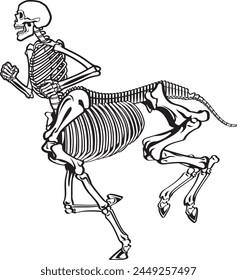 Vector illustration of a Greek mythology centaur skeleton