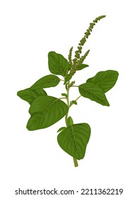 Vector illustration, green Amaranth, scientific name Amaranthus viridis, isolated on white background.