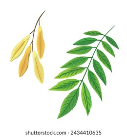 Vector illustration of green ash leaf and seeds of this tree isolated on a white background