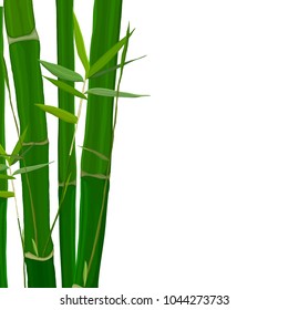 Vector illustration with green bamboo stems