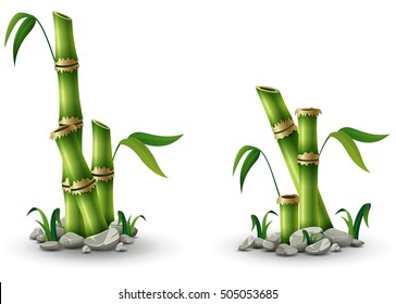 Vector illustration of Green bamboo stems with leaves isolated on white background