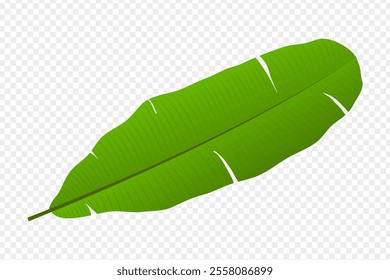 Vector illustration of green banana leaf on transparent background