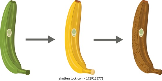 Vector illustration of a green banana, ripe, banana disappears. Spoiled banana. Stages of banana ripening