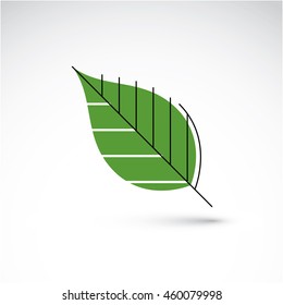Vector illustration of green beech leaf isolated on white background. Simple drawn nature design element, graphic symbol made in ecology theme.